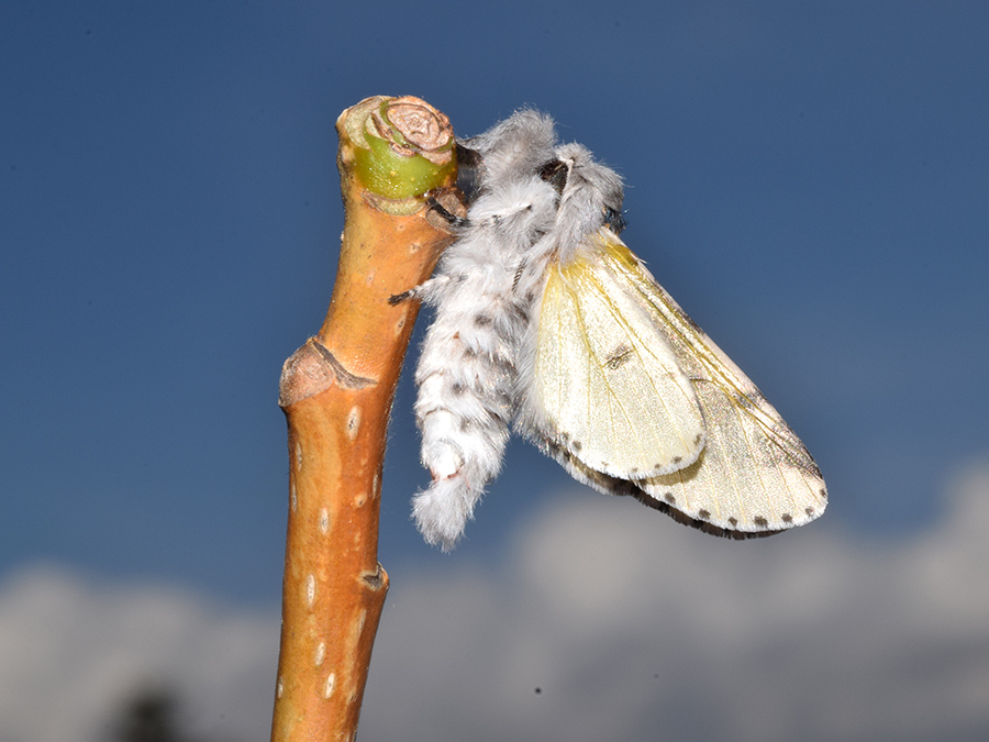 Larva, pupa e adulto di Furcula bifida - Notodontidae